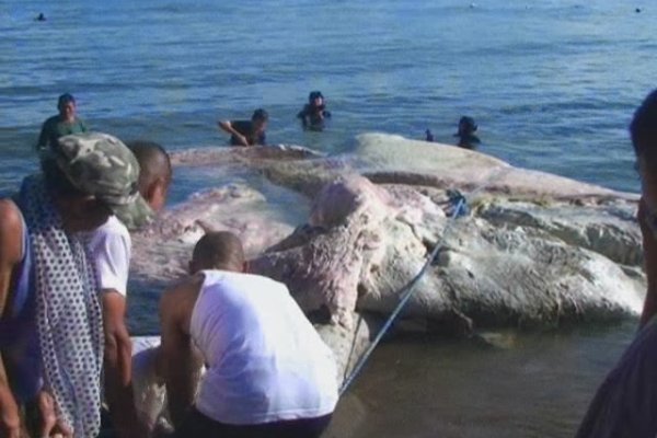 Kraken ссылка для тору