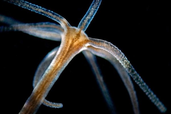 Настоящий сайт kraken